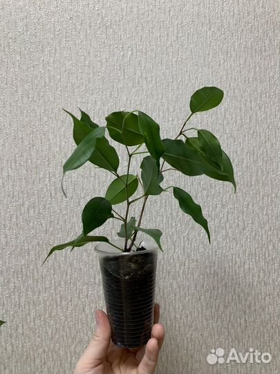Фикус бенджамина