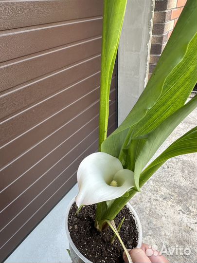 Калла садовая цветущая