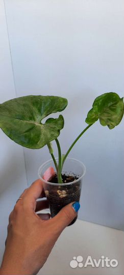 Сингониумы, пеперомии, сциндапсус (эпипремнум)