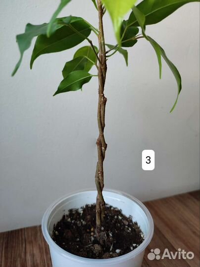 Сплетённые Фикусы Голден Моник и Эльдорадо