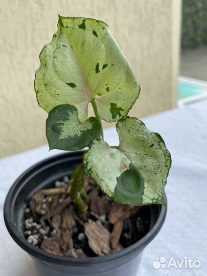 Комнатные цветы. Сингониум Бледный призрак
