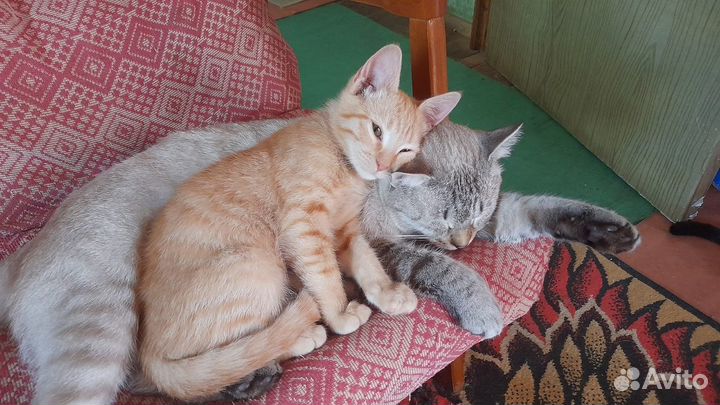 Ласковому рыжему котенку нужен дом