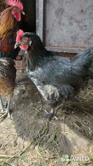 Маран, амераукан, араукан