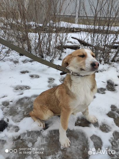 Собака в добрые руки отдам бесплатно