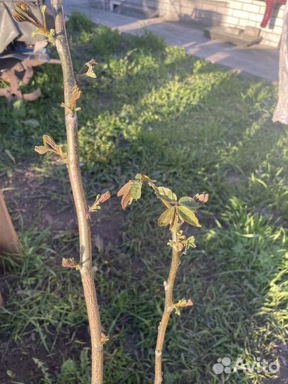 Грецкий орех саженцы