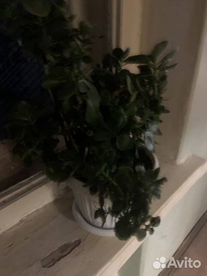 Каланхоэ белый махровый