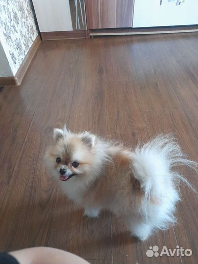 Померанский шпиц