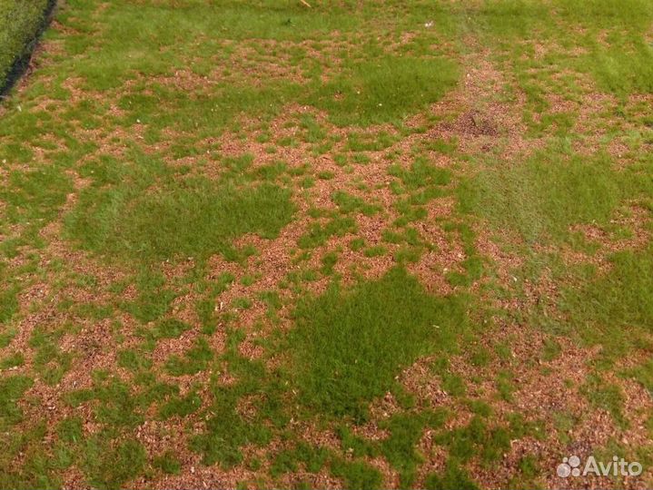 Мох искусственный 