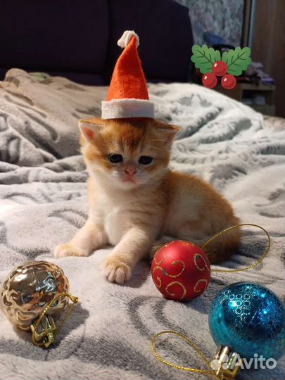 Котята золотая шиншилла