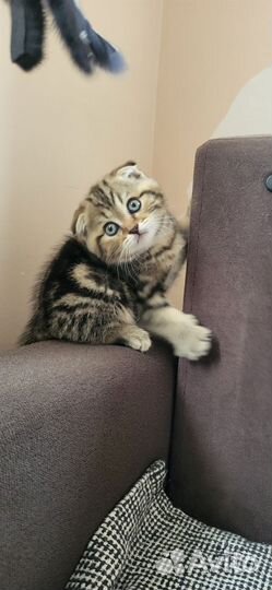 Шотландская