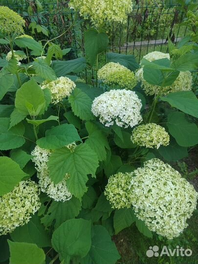 Гортензии много сортов
