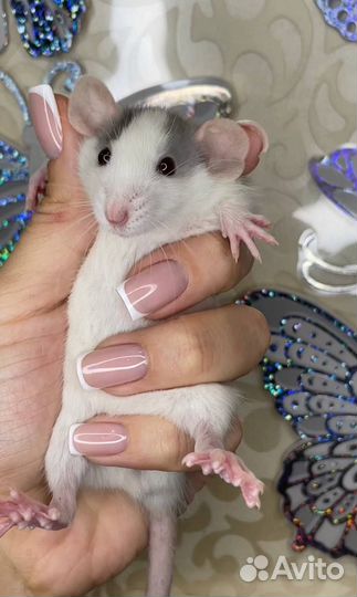 Крыса. Крысята. Дамбо крыса. Питомник