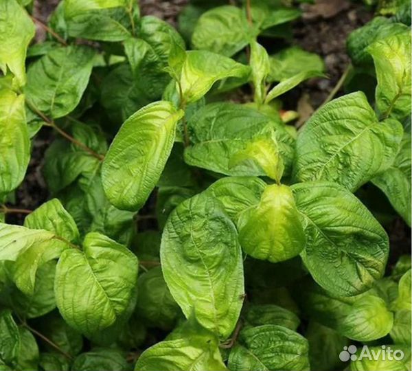 Вейгела Лайм Монстер