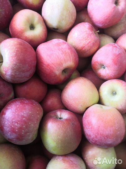 Продам яблоки