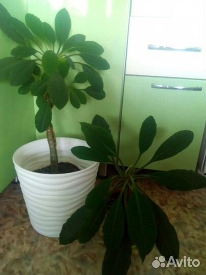 Малочай(Доставка)