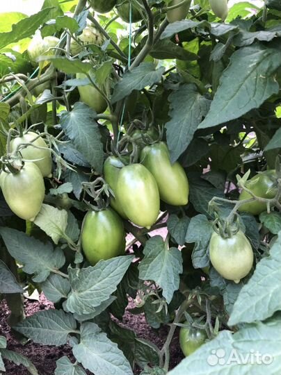 Семена томатов