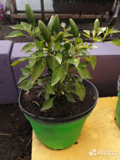 Перец жгучий, комнатный