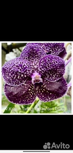 Орхидея Ванда