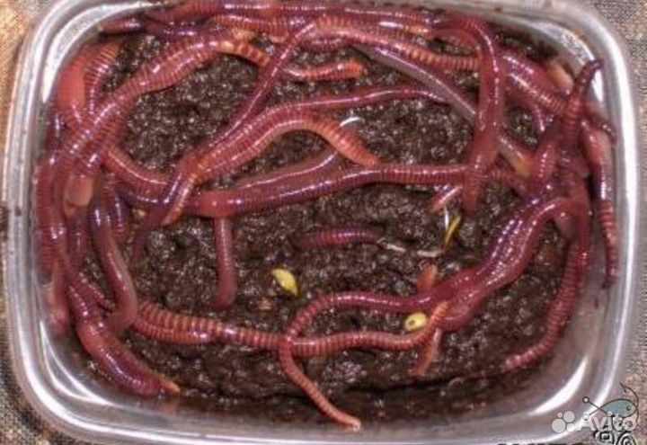 Рыболовная наживка червь навозный, опарыш белый, к