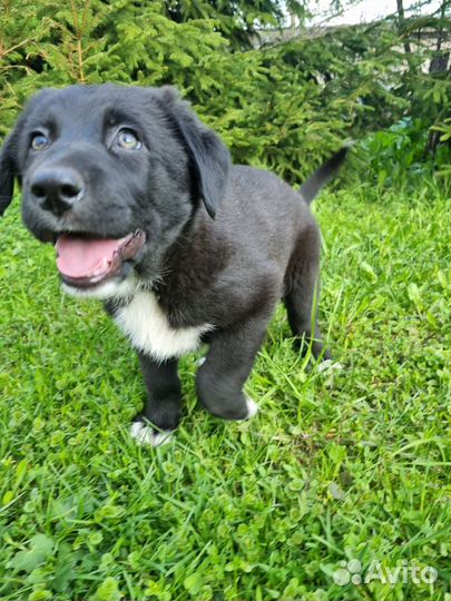 Щенки в добрые руки