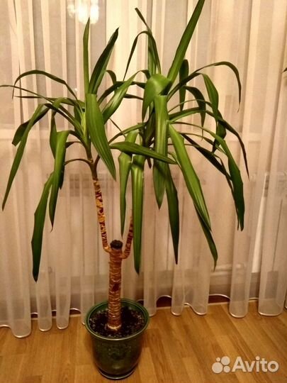 Пальма юкка