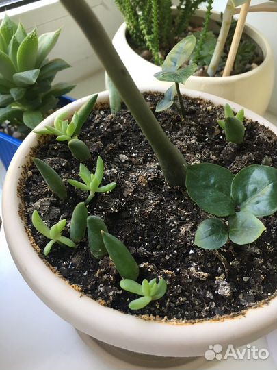 Красула плауновидная, сансевиерия, алоэ