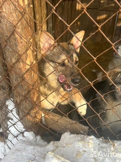 Щенок в добрые руки бесплатно