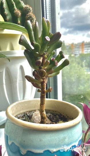 Толстянка, крассула Хоббит