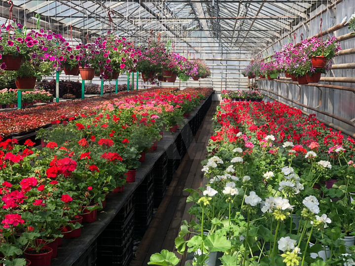 Теплица 1000 м²