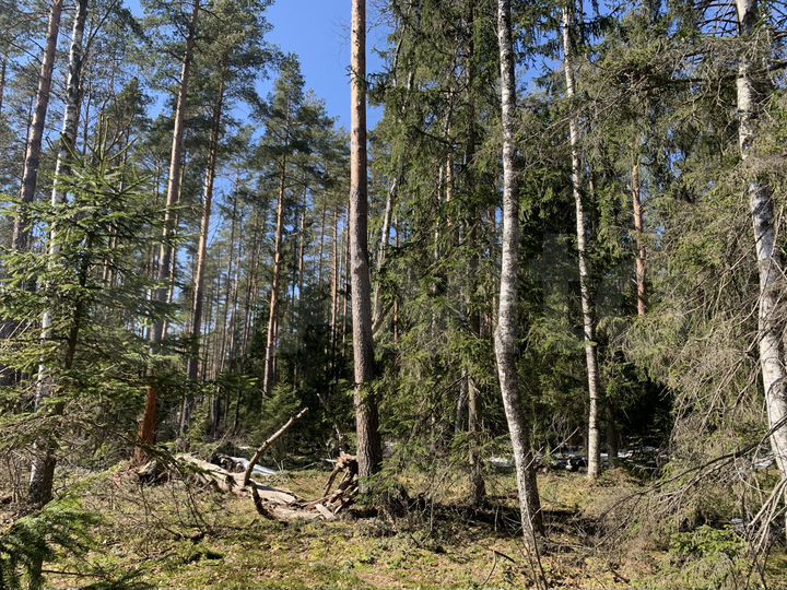 Участок 11 сот. (СНТ, ДНП)