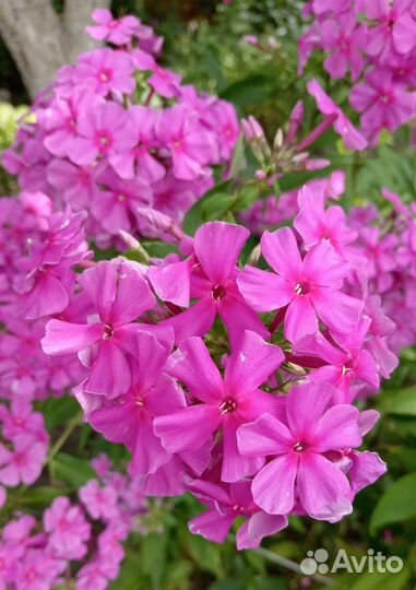 Флоксы многолетние