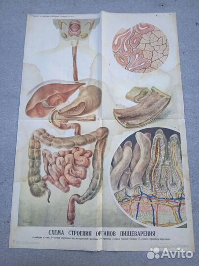 Учебные плакаты СССР по анатомии 1965 год
