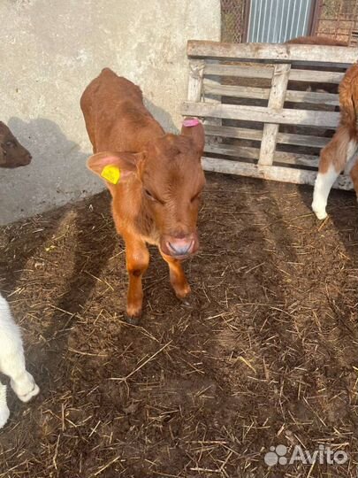 Телята бычки доставка