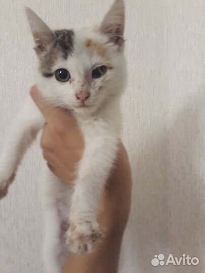 Котенок в добрые руки