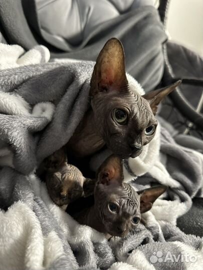 Канадский сфинкс котенок