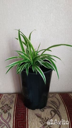 Хлорофитум