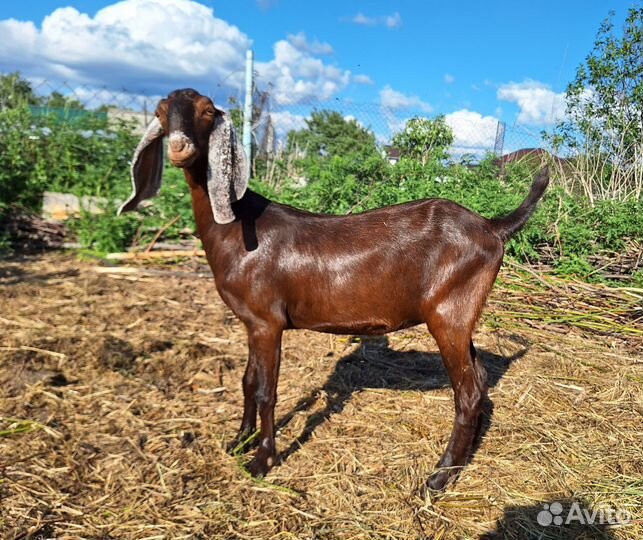 Коровка джерси