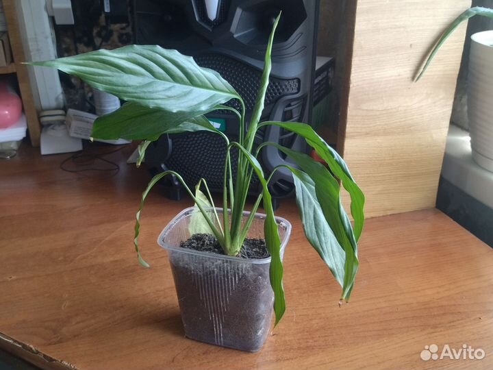 Спатифиллум