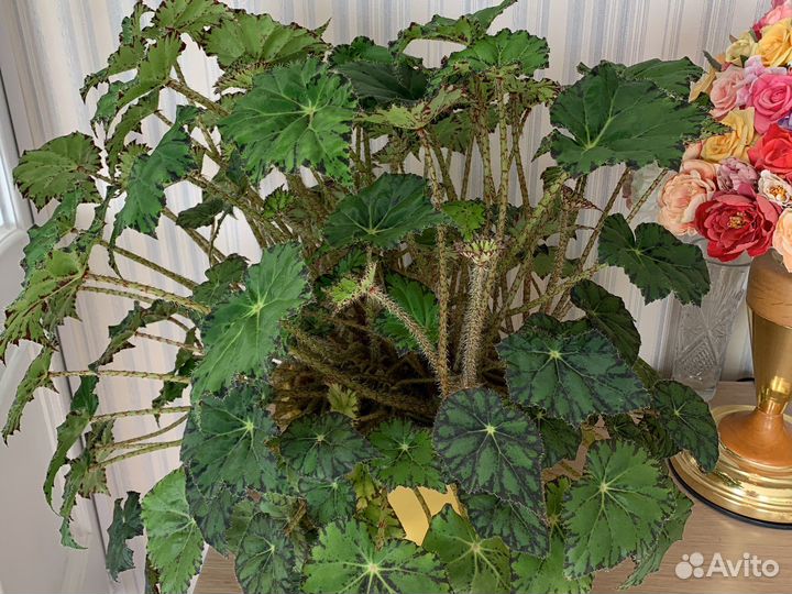 Бегония тигровая