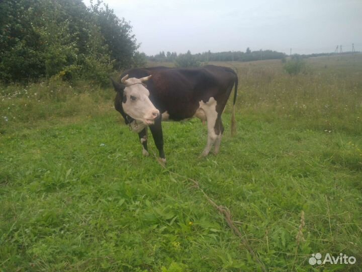 Корова и телка