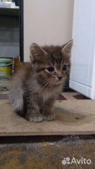 Коты