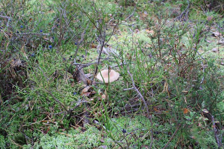 Участок 15,5 сот. (ИЖС)