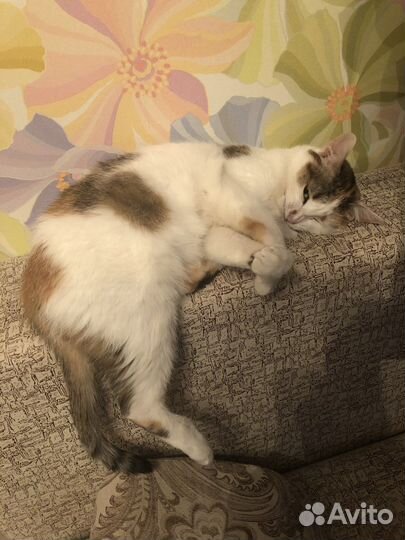 Кошку в добрые руки