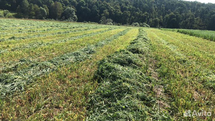 Сенаж в рулонах, урожай 2024