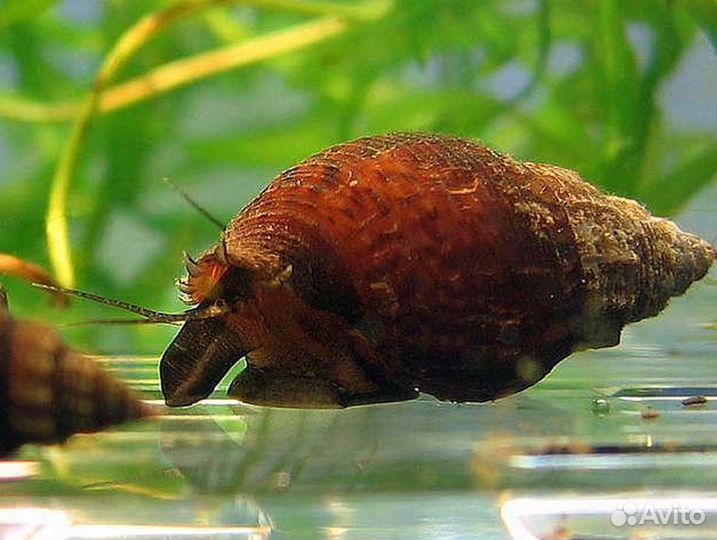 Улитки катушки и мелании