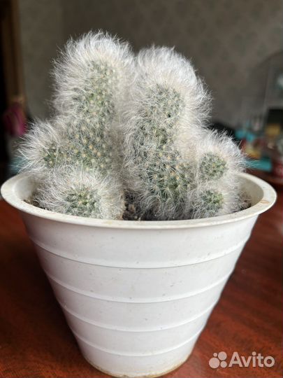 Кактусы и суккуленты