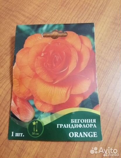 Бегония грандифлора orange