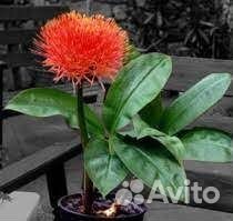 Гемантус Катарины