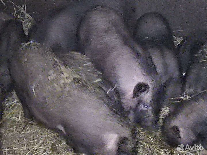 Кармалы венгрская мангалица