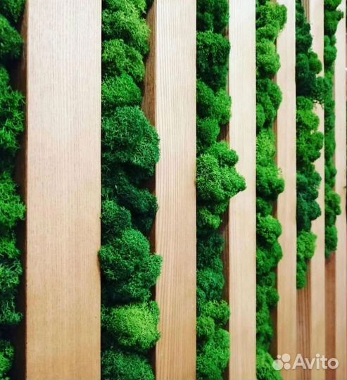 Мох стабилизированный. Картина